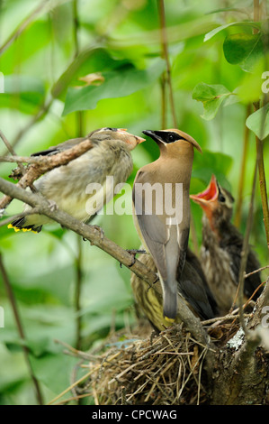 Zeder Seidenschwanz (Bombycilla Cedrorum), Wanup, Ontario, Kanada Stockfoto