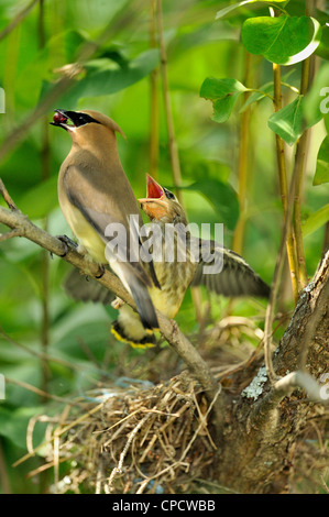 Zeder Seidenschwanz (Bombycilla Cedrorum), Wanup, Ontario, Kanada Stockfoto