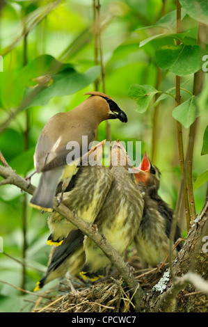 Zeder Seidenschwanz (Bombycilla Cedrorum), Wanup, Ontario, Kanada Stockfoto