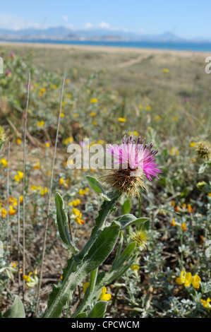 Distel Blüte auf einer sonnigen mediterranen Küsten Düne Stockfoto