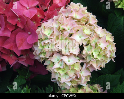 Nahaufnahme von roten und Rosa Hortensie Blumen im Garten Stockfoto