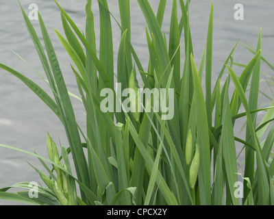 gelbe Flagge, gelbe Iris / Iris Pseudacorus / Sumpfschwertlilie Stockfoto