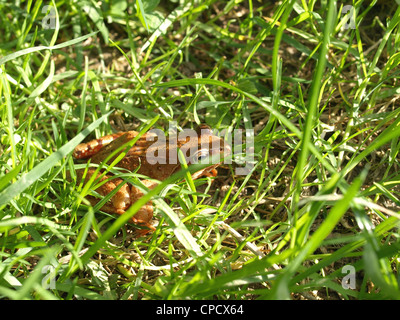 Springfrosch / Rana Dalmatina / Springfrosch Stockfoto