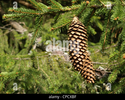 Kegeln auf einer Fichte / Picea Abies / Zapfen ein Einer Gemeinen Fichte Stockfoto