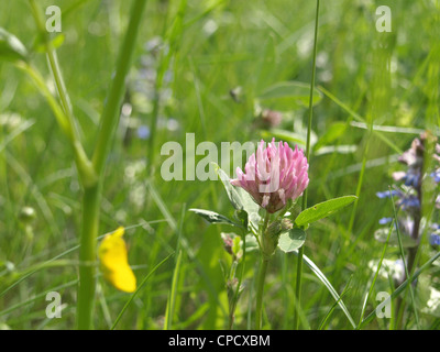 Wildblumenwiese mit Rotklee, Hahnenfuß und Gräser / Blumenwiese Mit Wiesen-Klee, Hahnenfuß Und Gräsern Stockfoto