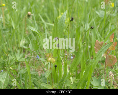 Spitzwegerich Spitzwegerich / Plantago Lanceolata / Spitzwegerich Stockfoto