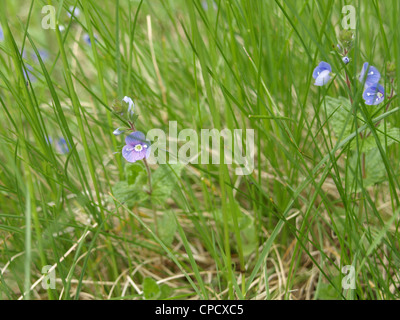 Grashalme Gamander Ehrenpreis / Veronica Chamaedrys / Gamanderehrenpreis Mit Grashalmen Stockfoto