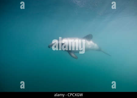 Hectors Delphin Schwimmen unter Wasser Stockfoto