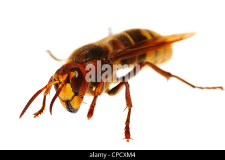 große Hornisse Stand auf weißem Hintergrund Stockfoto