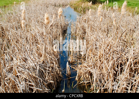 Feuchtgebiete, Naturschutzgebiet Stockfoto