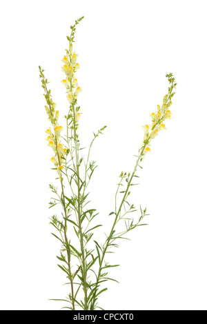 drei Blumen Linaria Vulgaris auf weißem Hintergrund Stockfoto