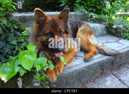 Porträt des jungen deutschen shepard Stockfoto