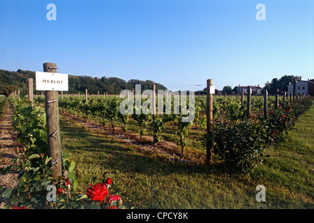 Villa Sandi Weinberge. Crocetta del Montello, Treviso, Veneto, Italien. Stockfoto