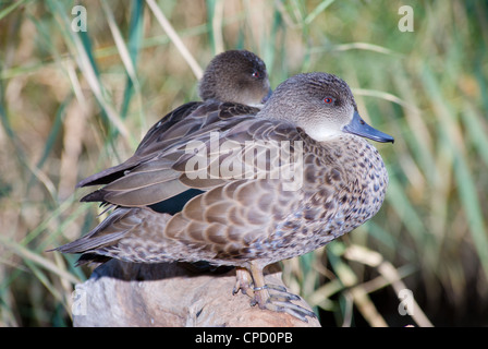 Grau/Petrol (Anas Gracilis), Australien Stockfoto