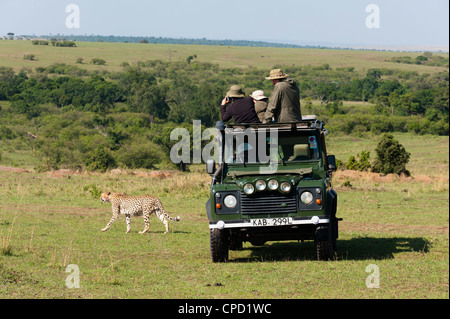 Gepard, (Acynonix Jubatus), Masai Mara, Kenia, Ostafrika, Afrika Stockfoto