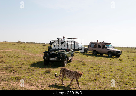 Gepard, (Acynonix Jubatus), Masai Mara, Kenia, Ostafrika, Afrika Stockfoto