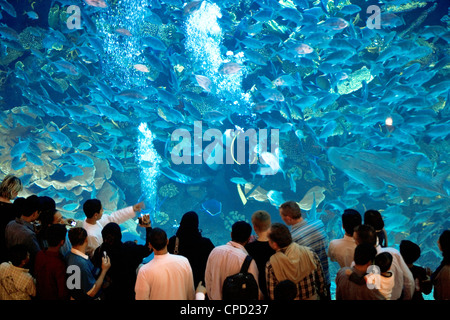 Die Dubai Mall Aquarium, Dubai, Vereinigte Arabische Emirate, Naher Osten Stockfoto