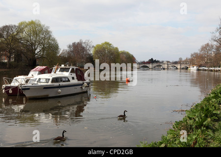 Boote und Kanadagänse auf der Themse, durchzogen von Richmond Bridge, Richmond, London, England, Vereinigtes Königreich, Europa Stockfoto