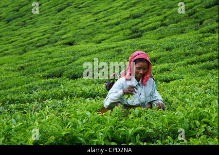 Tamil Arbeiter auf eine Tee-Plantage, Munnar, Kerala, Indien, Asien Stockfoto