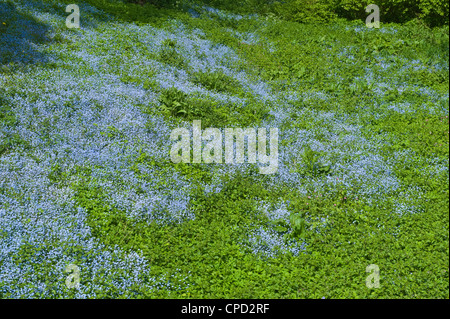 Holz-Vergissmeinnicht Myosotis Sylvatica wächst am Ufer neben den Fluß Teme bei Ludlow Shropshire England UK Stockfoto