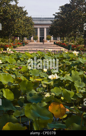 Seerosen in den Jardins Botanique (botanische Gärten), Tours, Indre et Loire, Centre, Frankreich, Europa Stockfoto