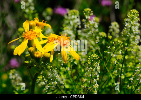 Pfeffer-Grass (Lepidium Virginicum) Stockfoto