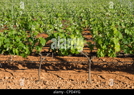 Weingut-Weinreben-Feld "José" L Ferrer "Binissalem Mallorca Mallorca Balearen Spanien Weingut Landwirtschaft Stockfoto