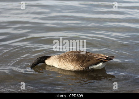 Eine kanadische Gans mit dem Kopf im Wasser. Stockfoto