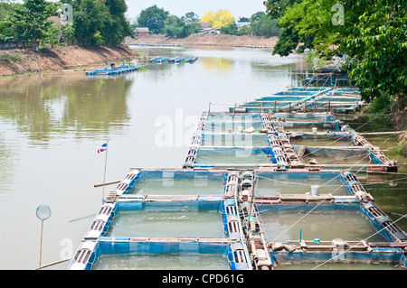 Fisch-Käfig Landwirtschaft in Mea Ping Fluss Chiang Mai, Thailand. Stockfoto