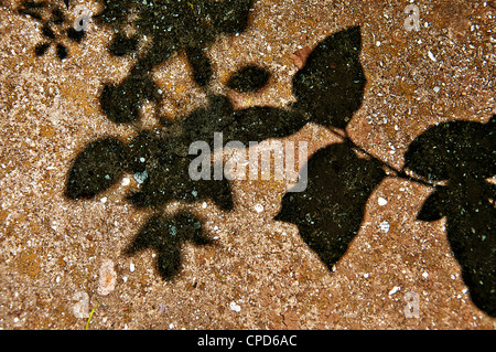 Hintergrund - lässt alte Betonmauer von Moos mit einem Schatten von abgedeckt an einem sonnigen Tag. Stockfoto
