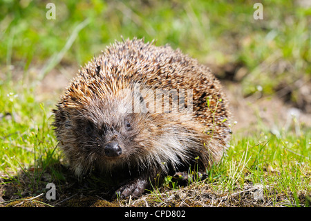 Östlichen Igel auf Rasen Stockfoto