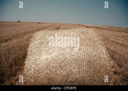 Ballen Heu oder Stroh. Feld bei der Ernte mit Ernte geschnitten und gepresst Stockfoto