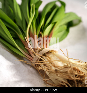 Rampen, auch als wilder Lauch oder Bärlauch Stockfoto