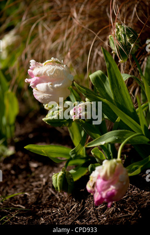 Tulipa "Webers Parrot" Parrot Tulpe Stockfoto