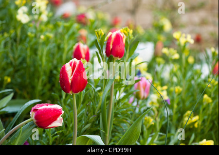 Gemischten Beet im Frühjahr bei Painswick Rokoko-Garten, Gloucestershire, England, UK. Stockfoto