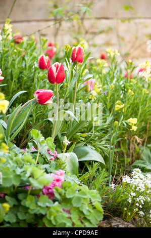 Gemischten Beet im Frühjahr bei Painswick Rokoko-Garten, Gloucestershire, England, UK. Stockfoto