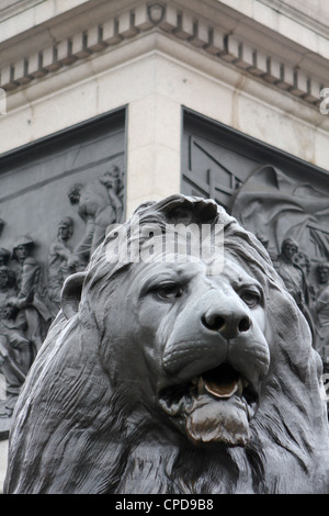 Einer der Löwen-Statuen, die Nelson Säule am Trafalgar Square in London umgeben Stockfoto