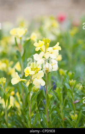 Wegrauke 'Elfenbeinweiß' Mauerblümchen Stockfoto