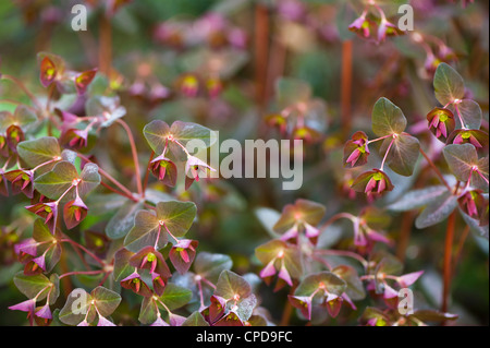 Euphorbia Dulcis 'Chameleon' Chamäleon Wolfsmilch Stockfoto