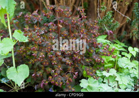 Euphorbia Dulcis 'Chameleon' Chamäleon Wolfsmilch Stockfoto