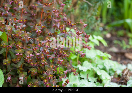 Euphorbia Dulcis 'Chameleon' Chamäleon Wolfsmilch Stockfoto