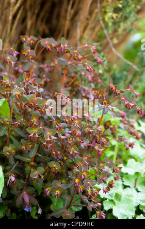 Euphorbia Dulcis 'Chameleon' Chamäleon Wolfsmilch Stockfoto