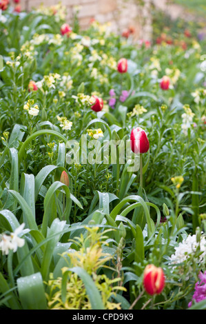 Gemischten Beet im Frühjahr bei Painswick Rokoko-Garten, Gloucestershire, England, UK Stockfoto