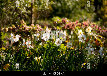 Narcissus Poeticus, des Dichters oder Fasan Auge-Narzissen Stockfoto