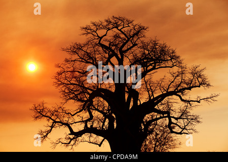 Afrikanischen Sonnenuntergang in der Savanne Ebenen Stockfoto