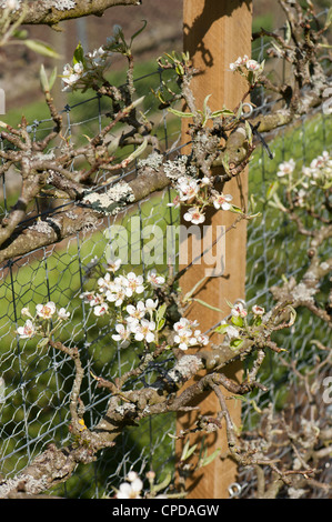 Espaliered Birnbaum in Blüte, Pyrus Communis "Warden von Worcester" Stockfoto