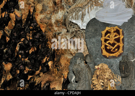 Fly Fox Pteropus SP., Pteropodidae, Goa Lawah Tempel, Bali, Indonesien, Asien Stockfoto