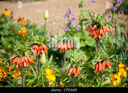 Fritillaria Imperialis 'Aurora' Crown Imperial Stockfoto