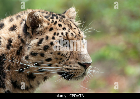 Männliche Amur-Leopard (Profil) Stockfoto