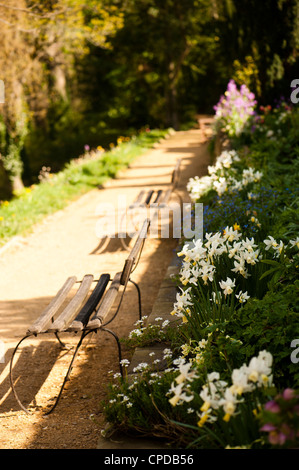 Die lange Grenze im Frühjahr, Painswick Rokoko-Garten, Gloucestershire, England, Vereinigtes Königreich Stockfoto